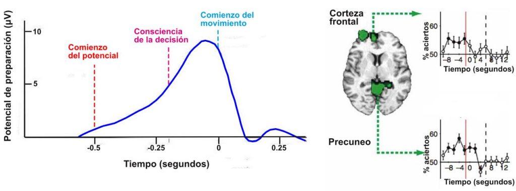 A la izquierda vemos la evolución del potencial de preparación en el tiempo. El comienzo del potencial ocurre aproximadamente medio segundo antes de la consciencia de la decisión. A la derecha tenemos la predicción (% de aciertos) del movimiento en base a datos de fMRI de la corteza cerebral y del precuneo. 8 segundos antes de la consciencia de la decisión se puede predecir la misma con una precisión más alta que el azar.